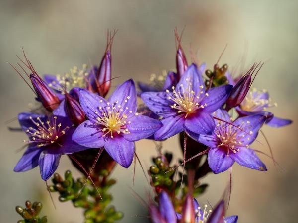 Calytrix leschenaultii by Sally Boussoualim Calytrix leschenaultii by Sally Boussoualim