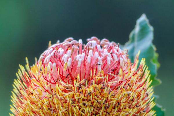 Banksia menziesii photographer Mia McGuire Banksia menziesii photographer Mia McGuire