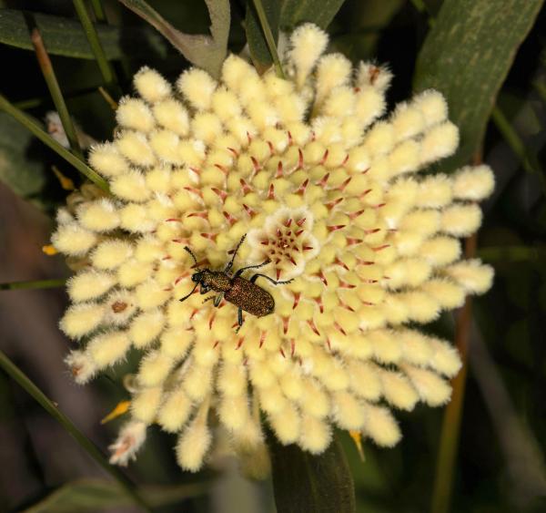 Isopogon sphaerocephalus photographer Pat Martin Isopogon sphaerocephalus photographer Pat Martin