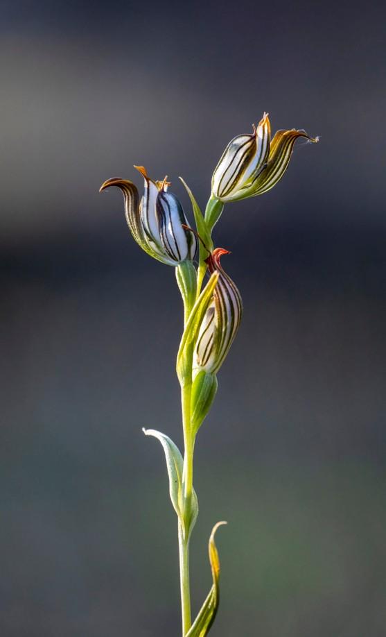 Pterostylis recurva by Elizabeth Oxnam Pterostylis recurva by Elizabeth Oxnam