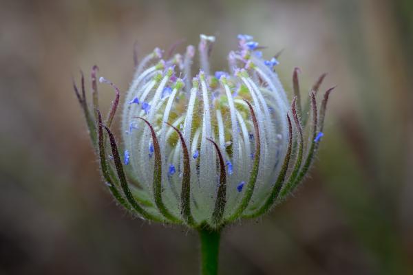 Rottnest Island Daisy photographer Maree De Sando Rottnest Island Daisy photographer Maree De Sando
