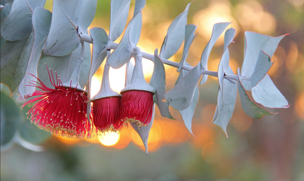 Eucalyptus rhodantha by Guy Leung Eucalyptus rhodantha by Guy Leung