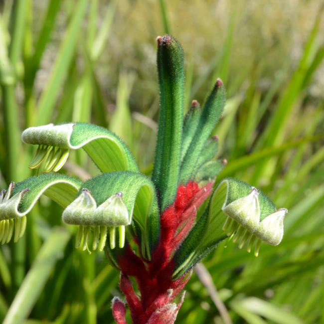 A close up of a red and green kangaroo paw.