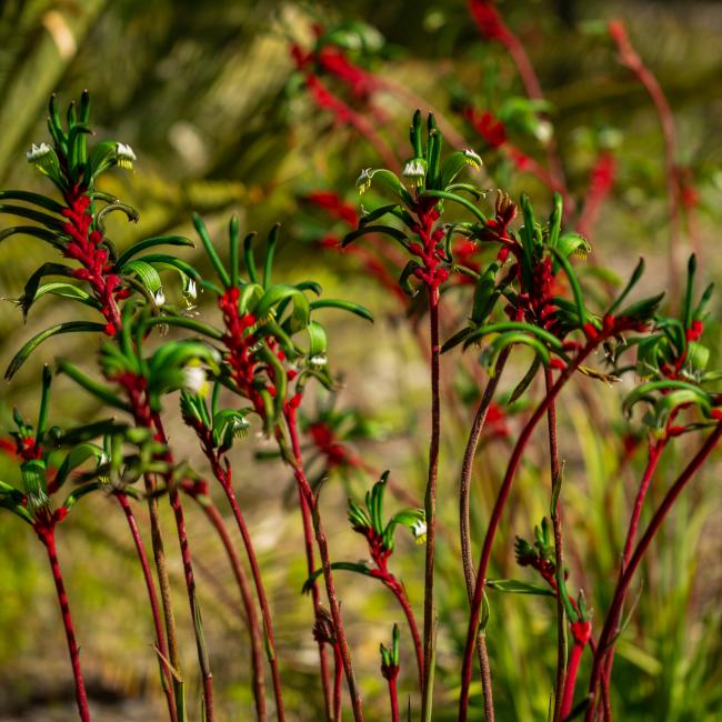 Red and Green Kangaroo Paw