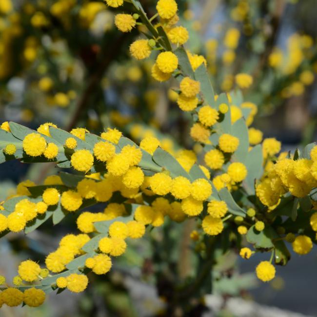 Yellow blooms of the Flat Wattle.