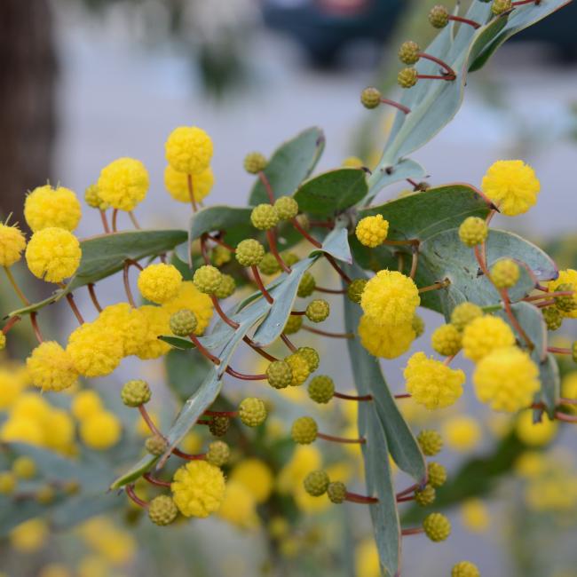 Round yellow blooms of the Flat Wattle.