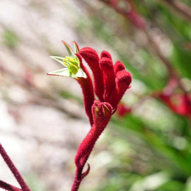 Red bloom of 'Big Red' kangaroo paw.