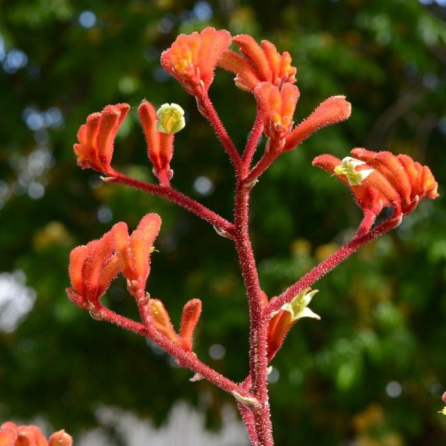 Orange blooms of 'Federation Flame' kangaroo paw.