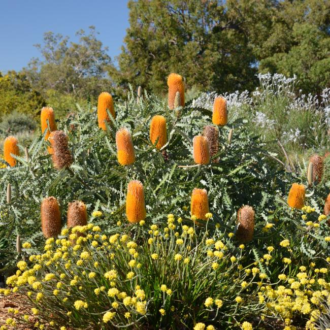 Banksia ashbyi subsp. boreoscaia covered in orange, upright blooms.