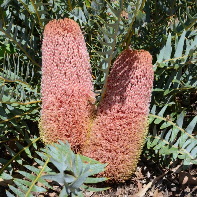 Two orange banksia flowers surrounded by foilage.