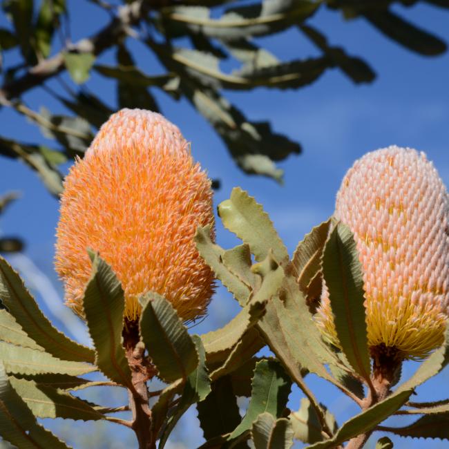 Two flower spikes of Banksia burdetti.