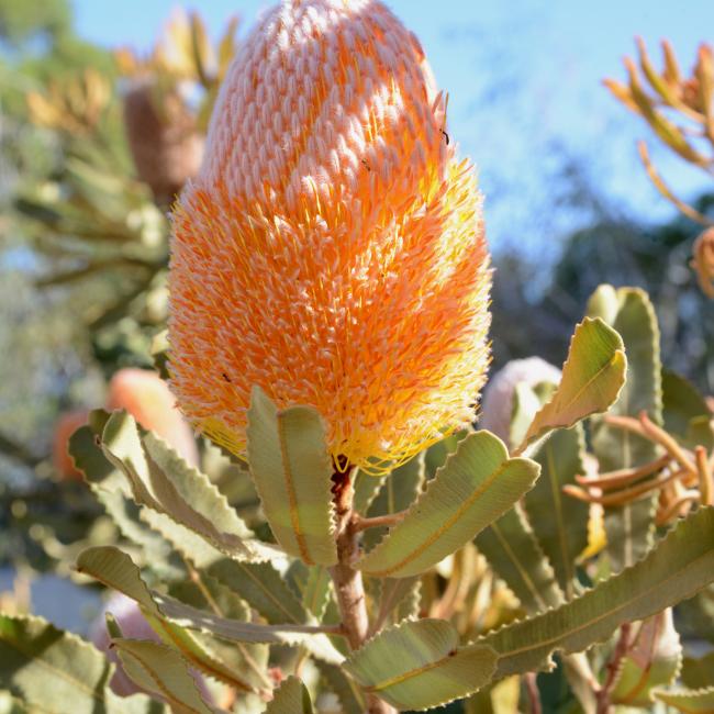 A Banksia burdetti flower spike.
