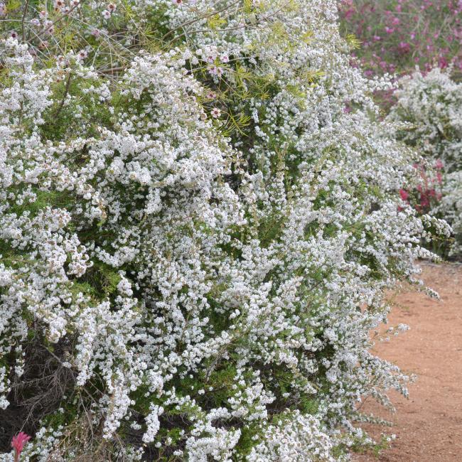 Large Chamelaucium ciliatum shrub covered in white flowers.
