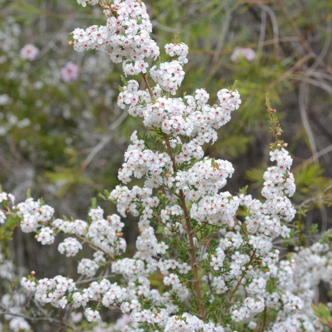 White blooms covering the Chamelaucium ciliatum shrub.