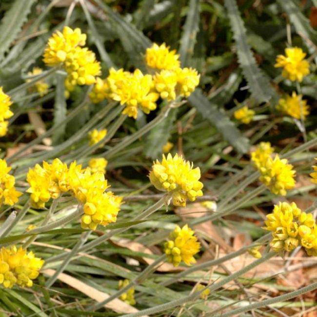 Yellow flowers in bloom on a Grey Cottonhead plant. 