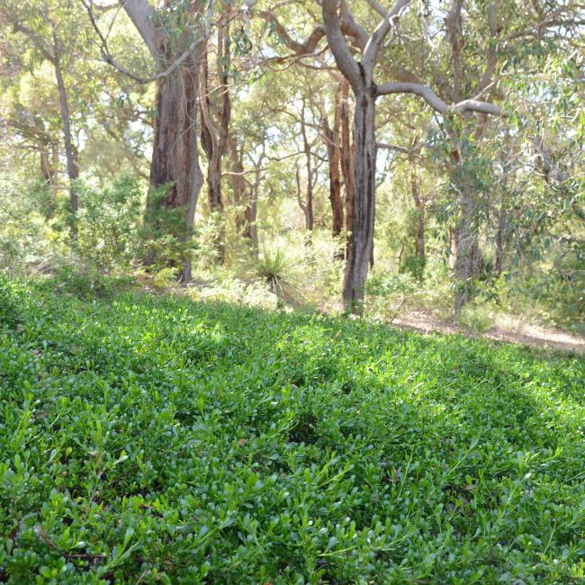 Dodonaea ceratocarpa spread widely across the ground in a bushland setting.