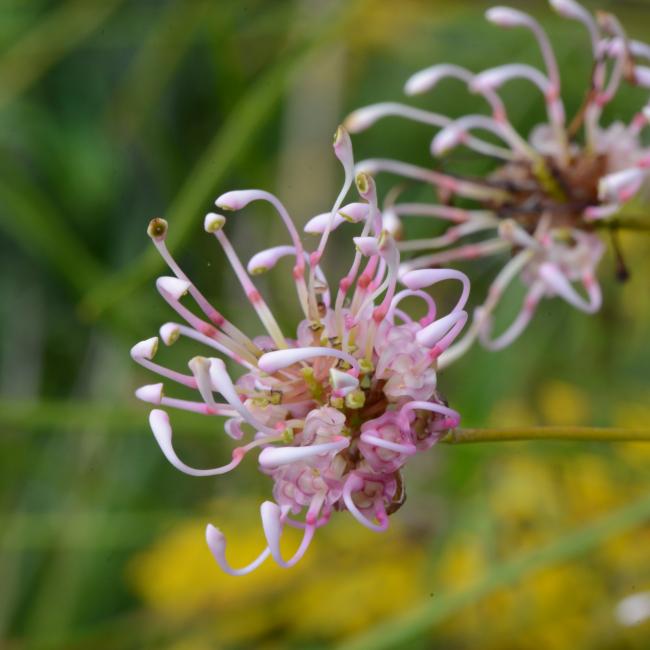 Two pink and white Grevillea bracteosa flowers.