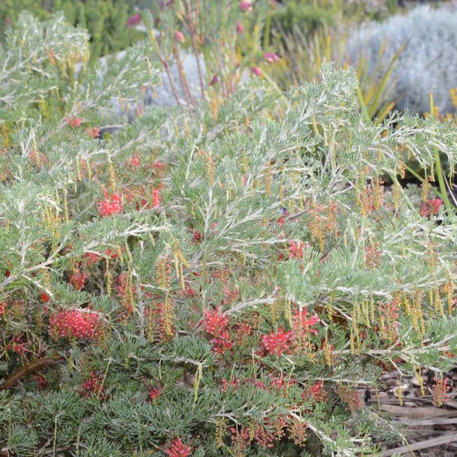 The Spider Net Grevillea shrub is covered in red flowers in autumn, winter and spring.