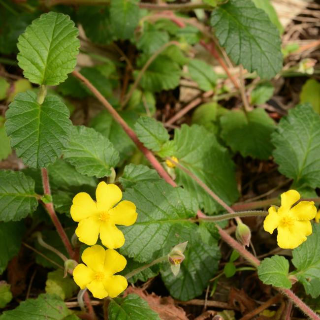 Hibbertia grossulariifolia's yellow flowers in bloom.