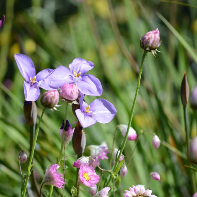 Three Purple flag flowers blooming against green foliage.