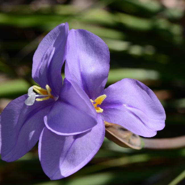 Close up of two purple flowers of Patersonia occidentalis. 