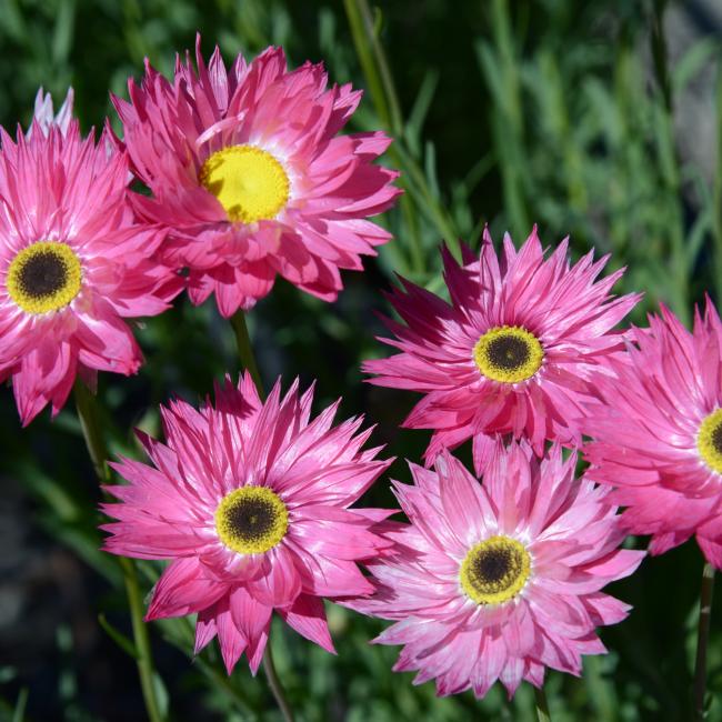 Close-up of six Pink Paper-daisy blooms