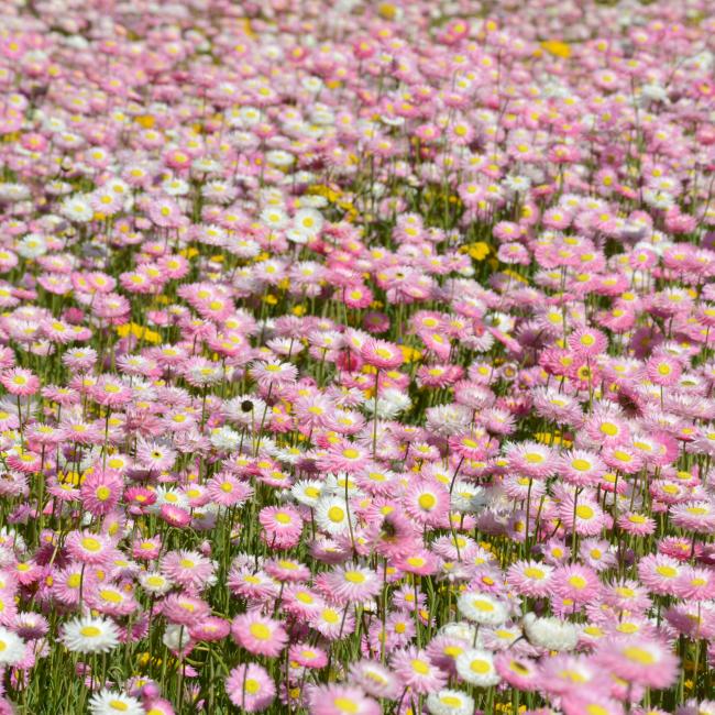 Field of pink everlastings in bloom.