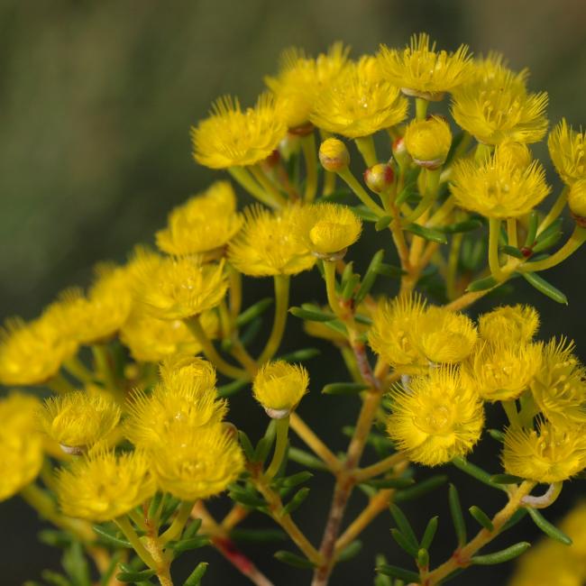 Verticordia chrysantha