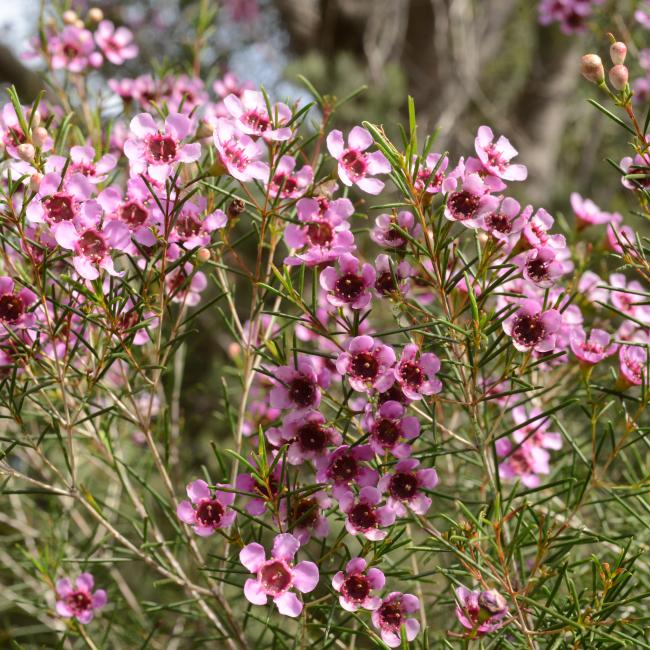 Chamelaucium uncinatum commonly known as Geraldton Wax