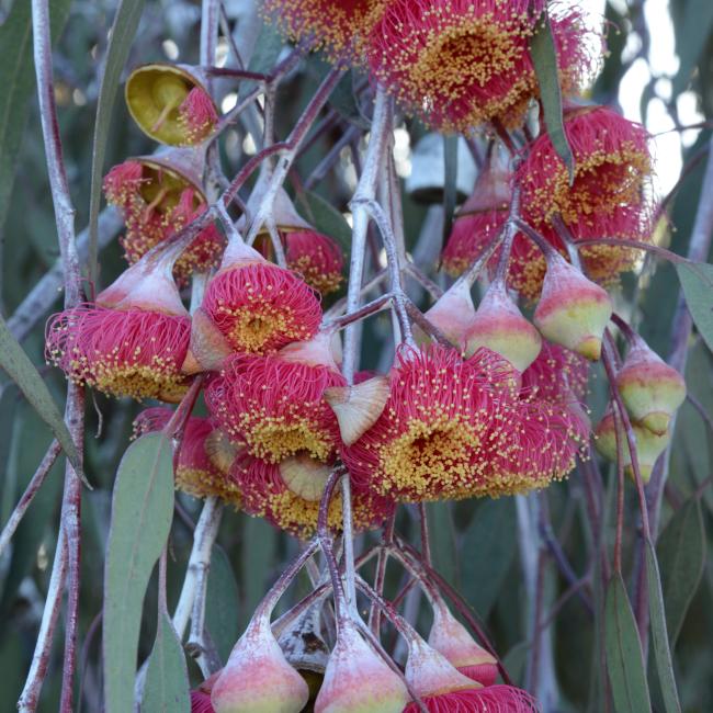 Eucalyptus caesia subsp. magna | Kings Park