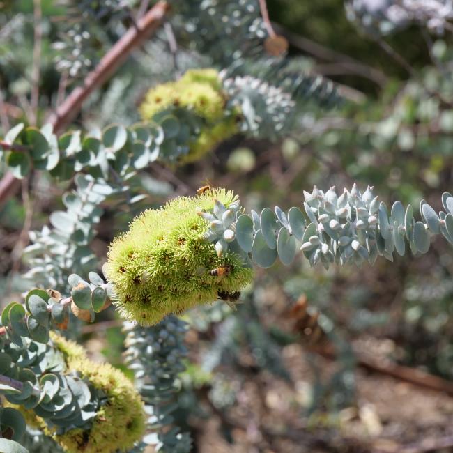 Eucalyptus kruseana commonly known as Bookleaf Mallee