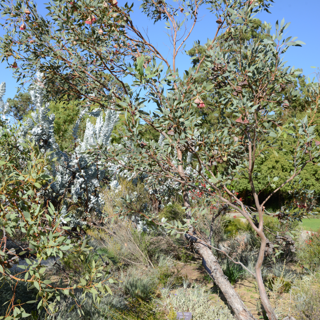 Eucalyptus pyriformis, commonly known as the pear fruited mallee
