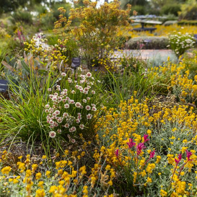 Western Australian wildflowers