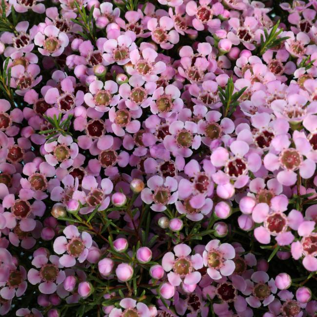 Waxflower 'Local Hero' pink flower cluster
