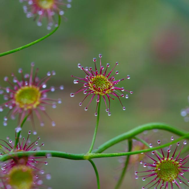 Close up of sticky drosera blooms.