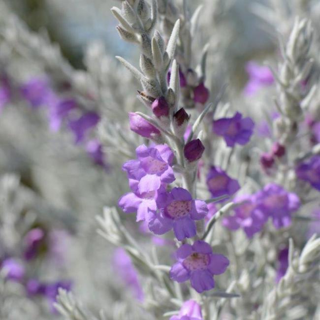 Eremophila nivea - Dave Blumer