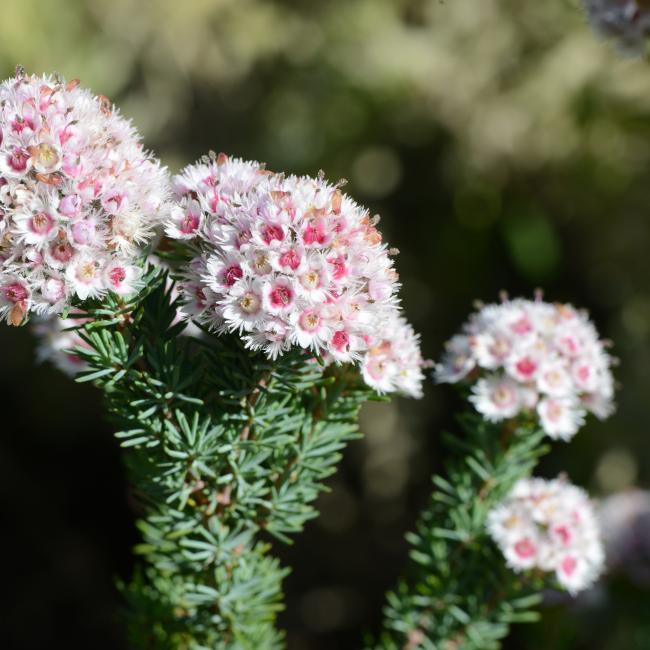 Verticordia plumosa