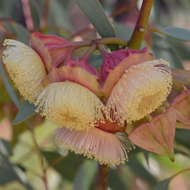 Eucalyptus kingsmillii
