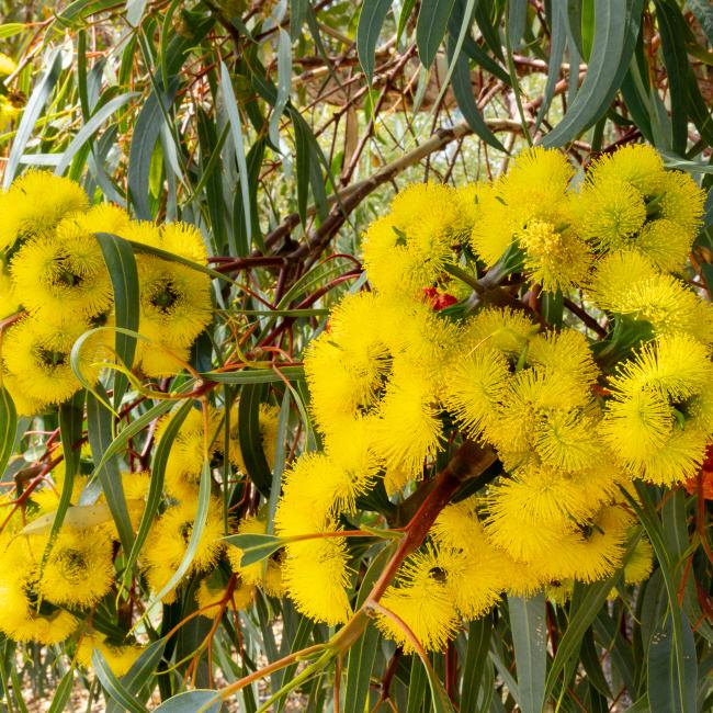 Illyarrie (Eucalyptus erythrocorys)
