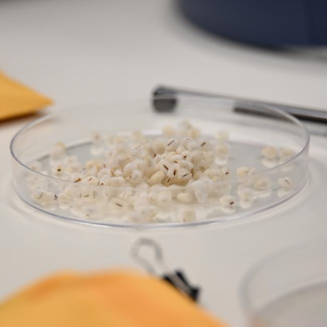 International Seed Science Conference