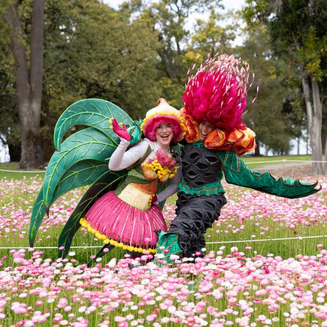 Adorable Florables Silver Princess and Orange Banksia in the Everlastings beds in Kings Park