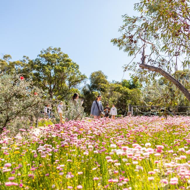 Everlastings in Kings Park