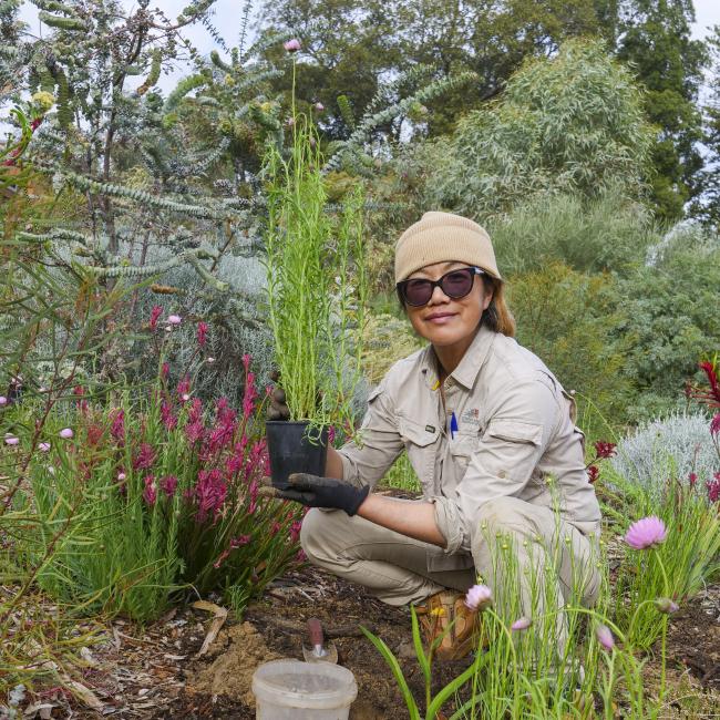 Horticulturist planting Everlastings