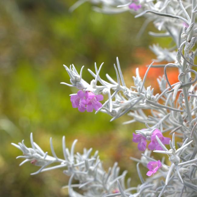 Eremophila nivea 'Pink Pearl'