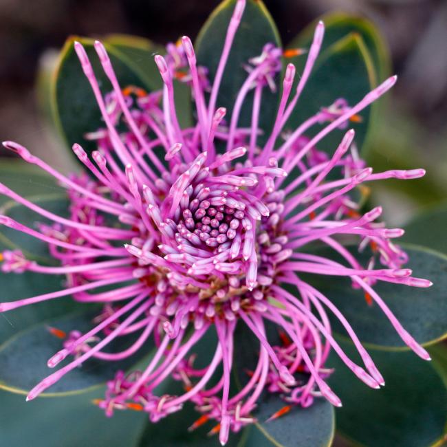 Isopogon latifolius photographer Xiaoyu Yang
