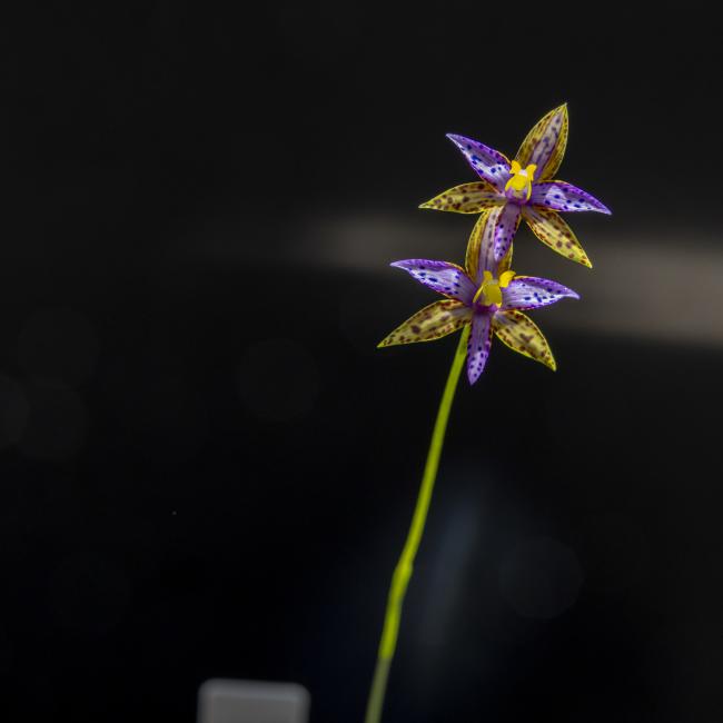 Queen of Sheba Orchid