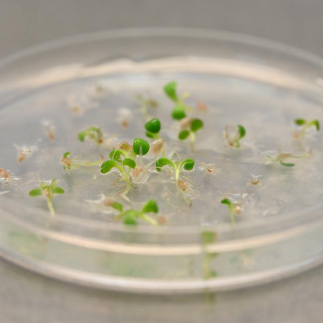 seedlings in petri dish