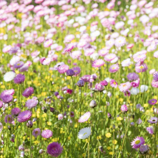everlasting flowers